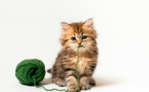 Create meme: a ball of yarn, cat, cat