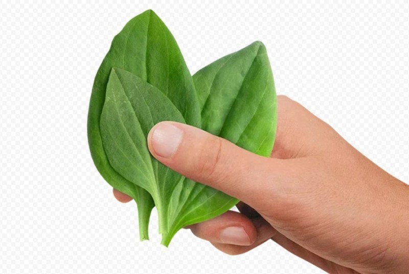 Create meme: plantain leaf , plantain leaf, plantain 