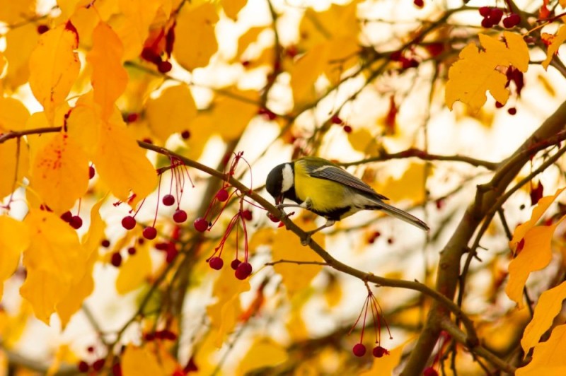 Create meme: titmouse in autumn, chickadee , tit in autumn