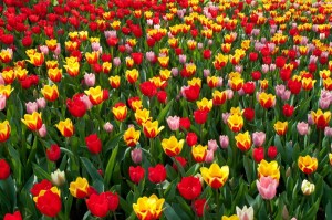 Create meme: beautiful tulips, a riot of tulips, tulip