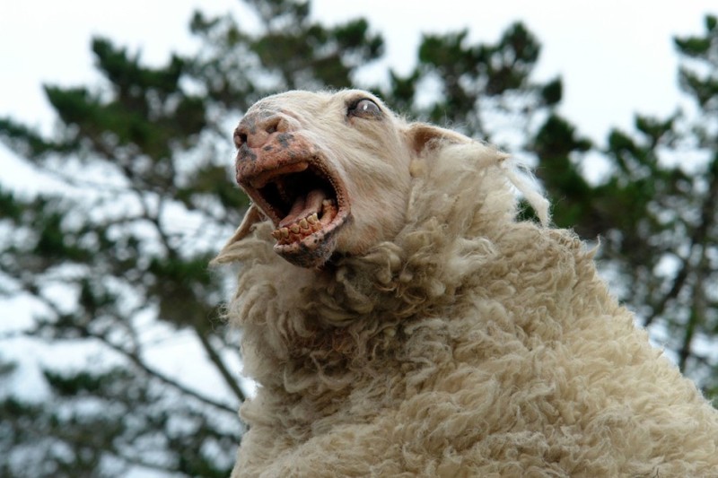Create meme: black sheep, sheep , rabid sheep