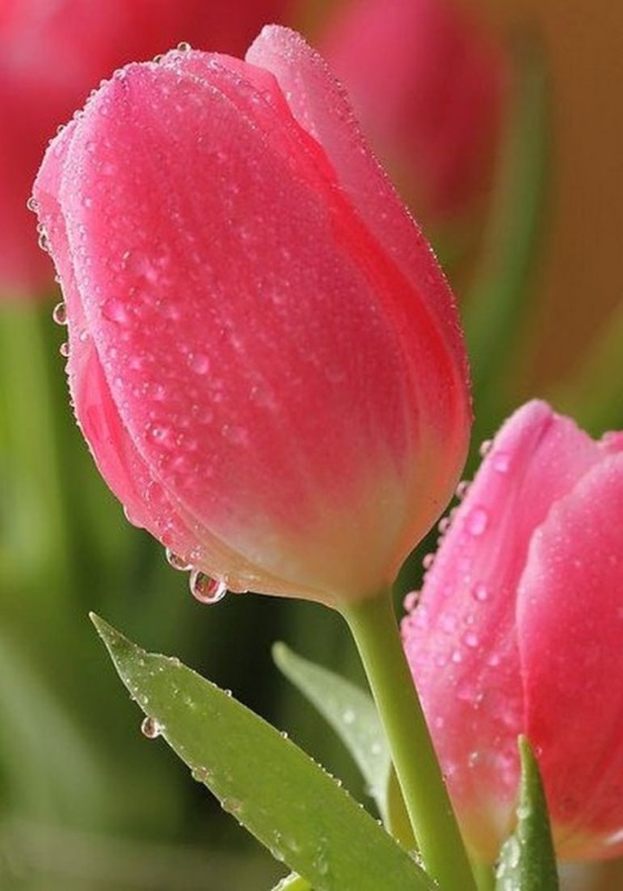 Create meme: delicate tulips , tulips , pink tulips 