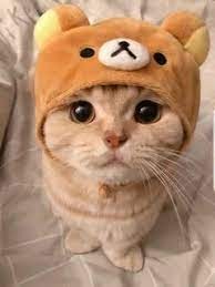 Создать мем: милые животные котики, милые котики, котик в шапочке