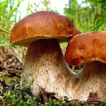 Create meme: podosinovik mushroom, mushrooms mushrooms, white mushroom boletus