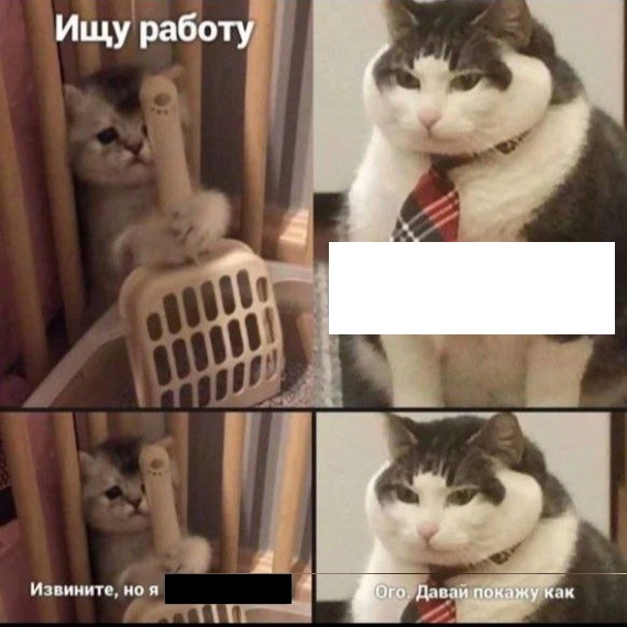 Create meme: seals , cat salary meme, cat 