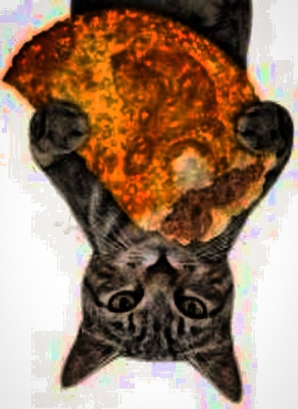 Create meme: pizza cat , cat and pizza, cat 