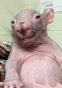 Create meme: pictures of "stupid rat", funny rat, bald wombat