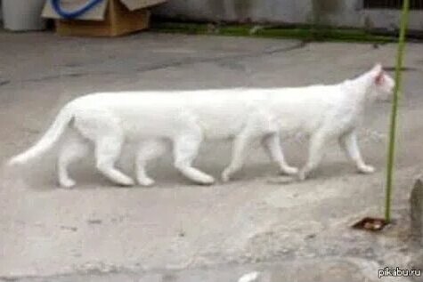 Create meme: ivory long, white cat walking, cat 