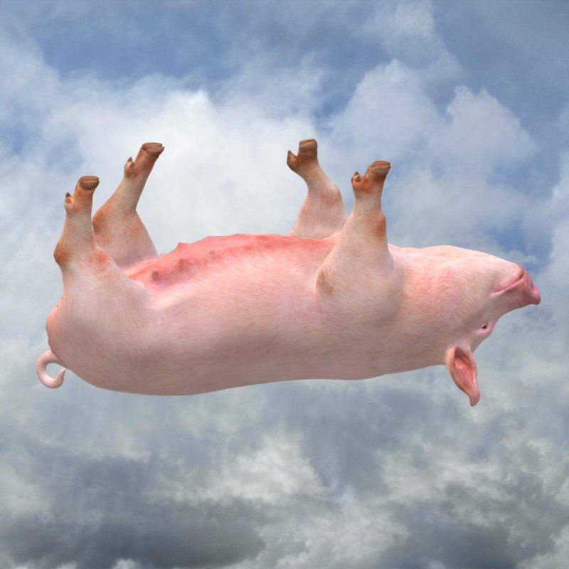 Create meme: pig , pig , flying pigs