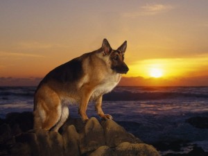 Create meme: dog shepherd, German shepherd, Wallpapers on desktop German shepherd