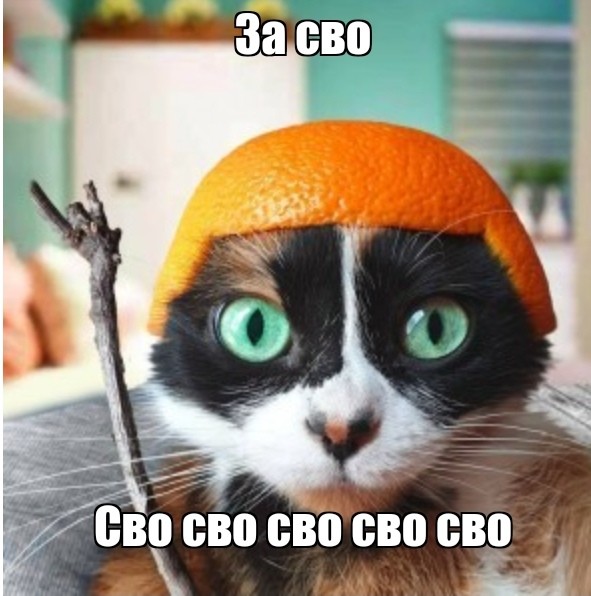 Create meme: cat orange, cookie cream show, The mandarin cat