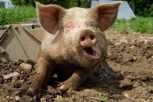 Create meme: evil pig, dirty pig, pigs