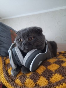 Create meme: cat, cat with headphones, cat