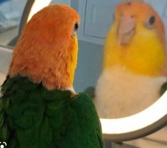 Создать мем: мемы попугаи, попугай в зеркале мем, попугай оранжевый