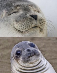 Создать мем: удивленный морской котик, тюлень-компаньон мем, смешные животные