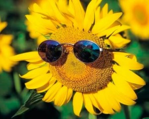 Create meme: mood, sonyashnik, sunflower