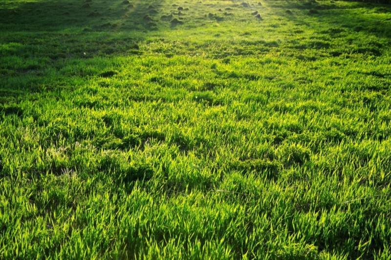 Create meme: grass , green field, grass field