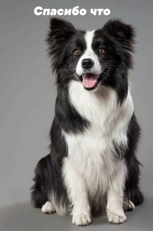 Create meme: breed of border collie, breed of border dogs, border collie