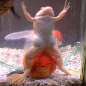 Create meme: animals funny, cool aquarium fish, African clawed frog