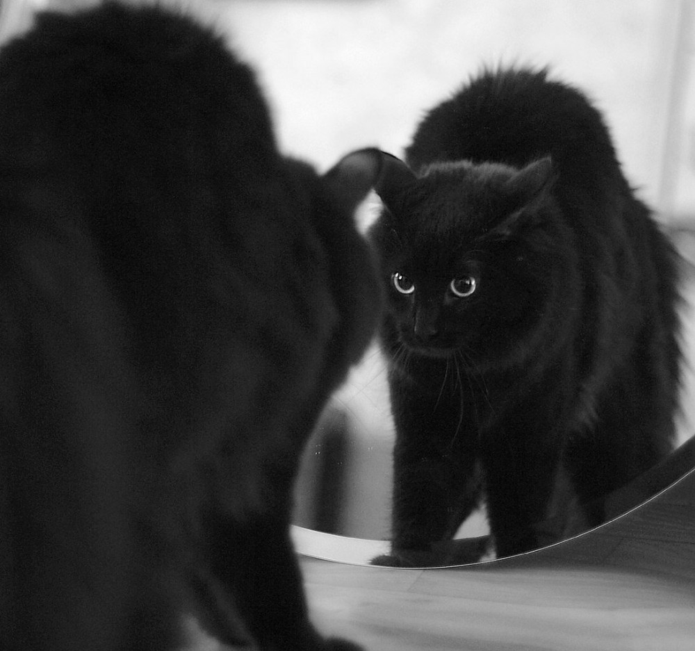 Создать мем: кошка, черный кот выглядывает, черная кошка выглядывает