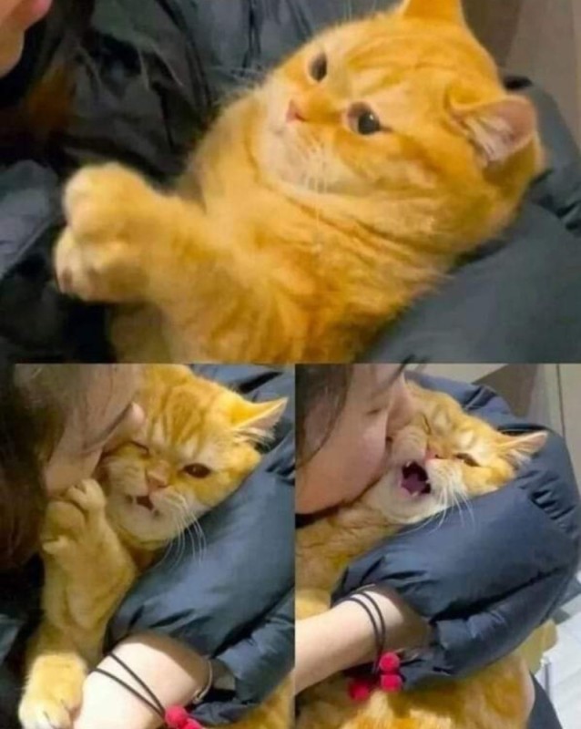 Create meme: cat , pussy cat, animals cute