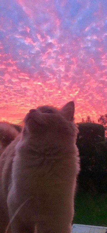 Create meme: sunset , animals cute, cat 
