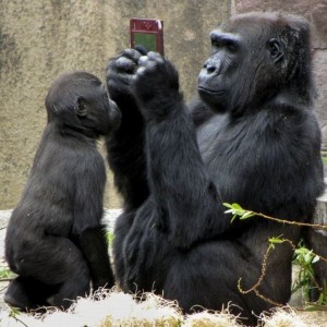 Create meme: funny animals, gorilla, funny gorilla