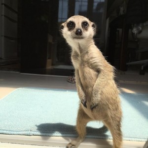 Создать мем: сурикат, meerkat, Название