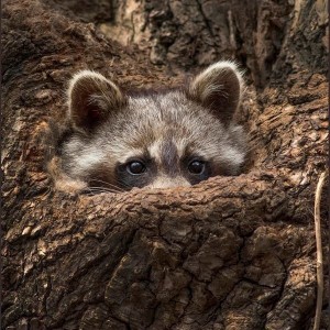 Создать мем: енотик, raccoon, racoon