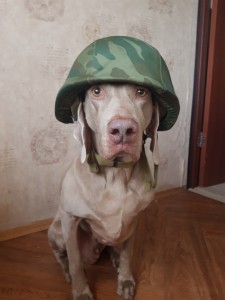 Создать мем: собака в каске военной, веймаранер в 1 год, веймаранер лабрадор