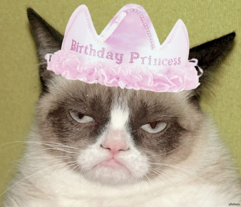 Создать мем: с днем рождения кот, грампи кэт день рождения, real grumpy cat