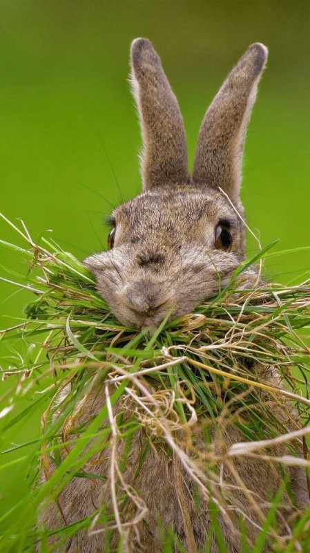 Создать мем: зайчик в траве, животные заяц, дикий кролик