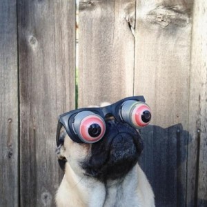 Create meme: googly eyes, funny animals, funny pugs