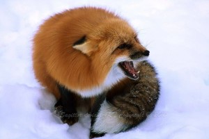 Create meme: animals Fox, Fox, Fox