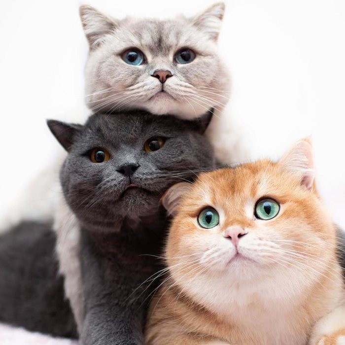 Create meme: cat , amy_simba, cute cats 