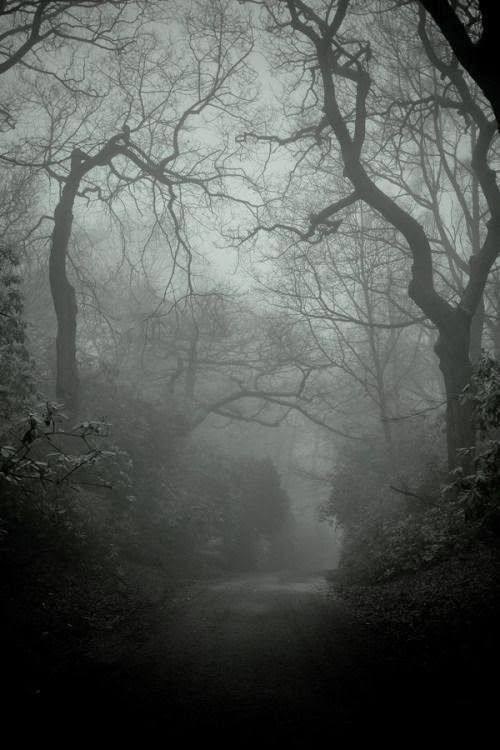 Create meme: the forest dark, gloomy nature, the landscapes are gloomy