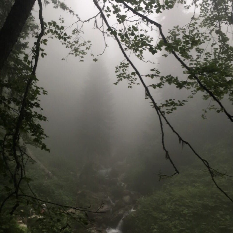 Create meme: forest fog, rain in the forest, forest nature