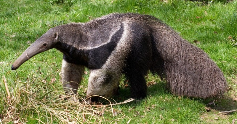 Create meme: giant anteater of south america, anteater, an animal similar to an anteater