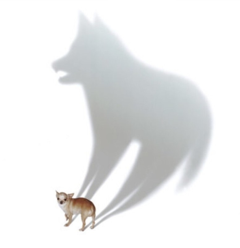 Create meme: Shadow of the wolf, wolf wolf, the wolf cat