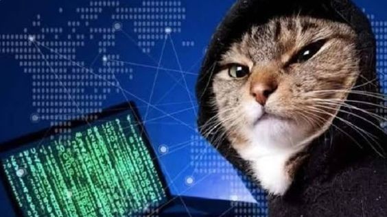 Create meme: cat hacker , hacker cats, The hacker cat