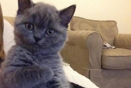 Create meme: kitty tut , cat British, british kittens scottish straight