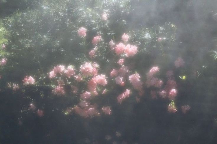 Создать мем: скумпия кожевенная кустарник, цветущие цветы, розовый цветок