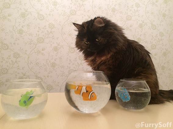 Create meme: fish aquarium, round aquarium, kitten and aquarium