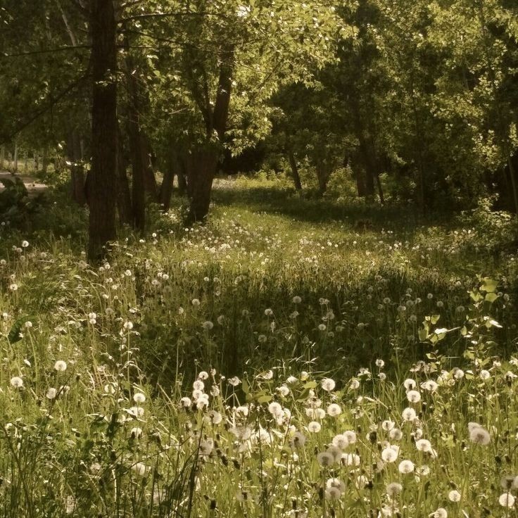 Create meme: meadow , green nature, summer landscape