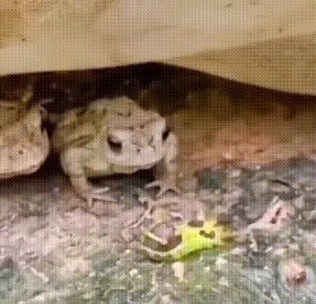 Create meme: toad frog, jokes 2022 videos watch for free, the common toad 