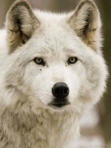 Создать мем: лицо волка обои, волк взгляд, волчья морда белый волк