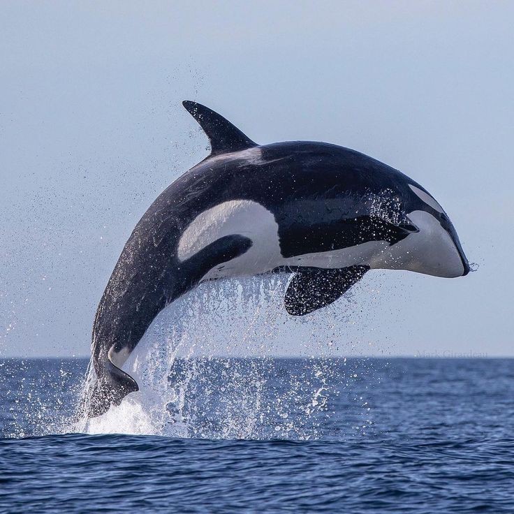 Создать мем: orca, killer whale, кит касатка
