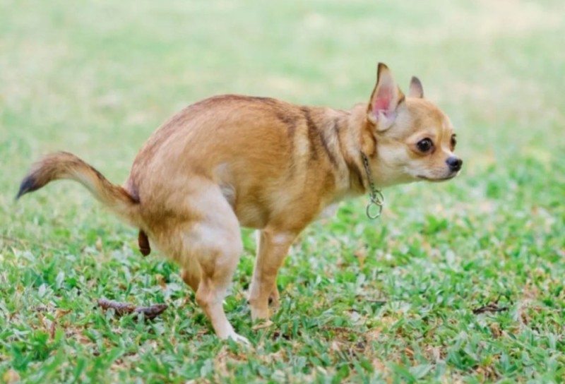 Create meme: chihuahua fawn, breed Chihuahua, chihuahua