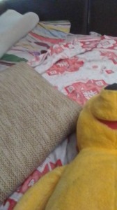 Создать мем: волнистый попугай, лежак для кошки, подушки одеяла