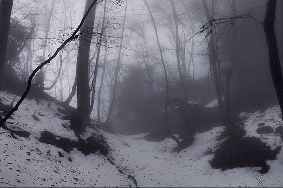 Create meme: in the winter forest, dark forest, the forest dark